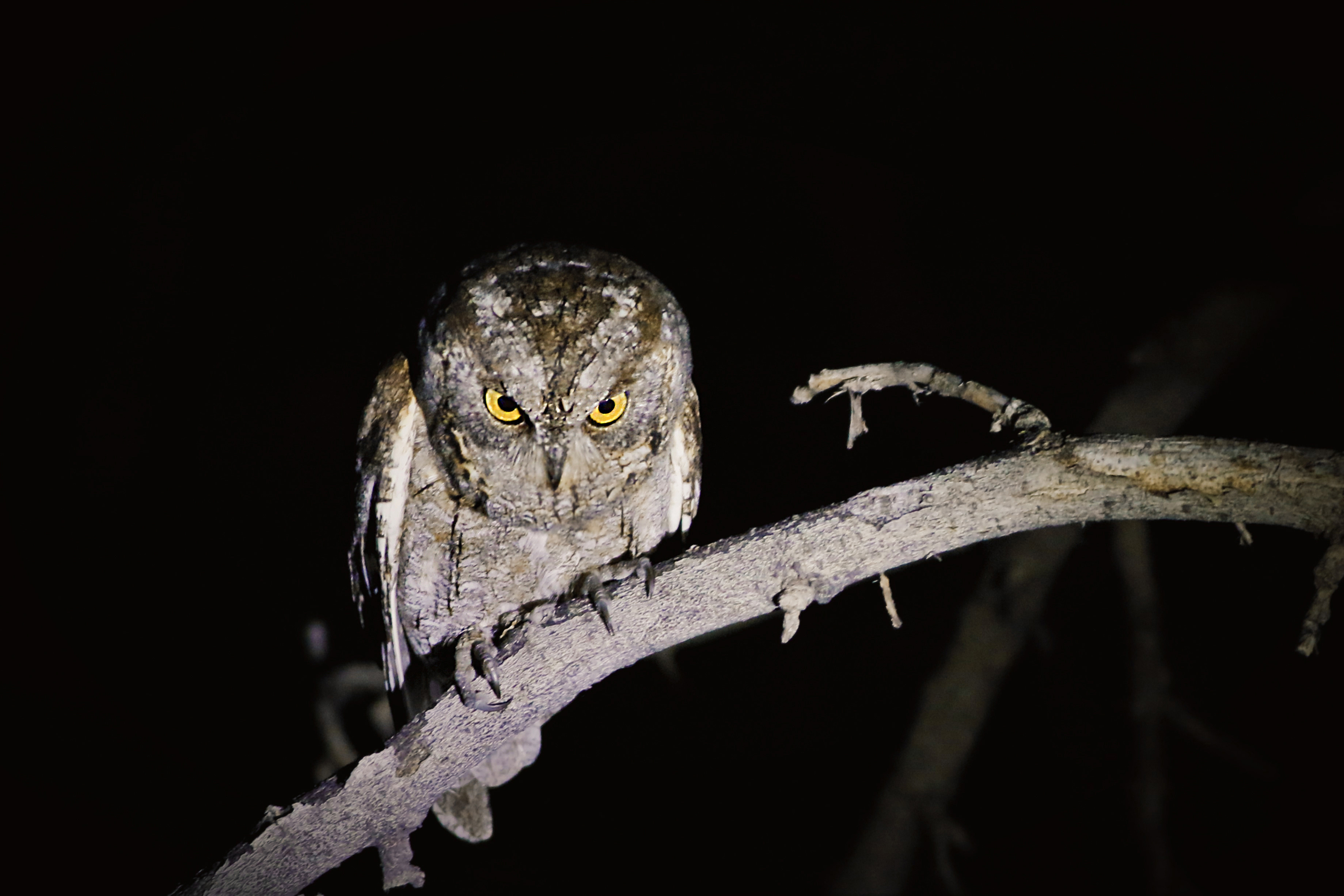 Eurasian Scops-Owl